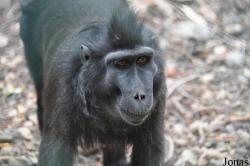 Ben Shemen Monkey Park Israel