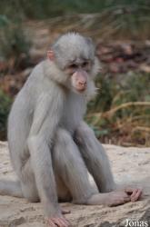 Ben Shemen Monkey Park Israel