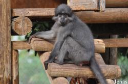 Ben Shemen Monkey Park Israel