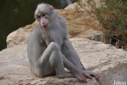 Ben Shemen Monkey Park Israel