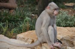 Ben Shemen Monkey Park Israel