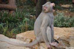 Ben Shemen Monkey Park Israel