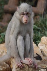 Ben Shemen Monkey Park Israel