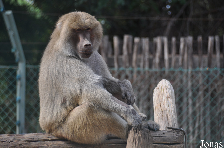 Ben Shemen Monkey Park Israel