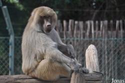 Ben Shemen Monkey Park Israel