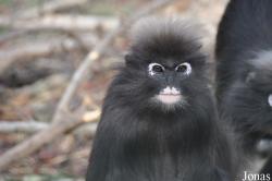 Ben Shemen Monkey Park Israel