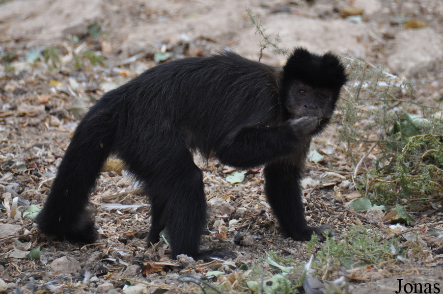 Ben Shemen Monkey Park Israel