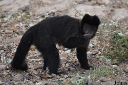 Ben Shemen Monkey Park Israel