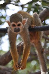 Ben Shemen Monkey Park Israel