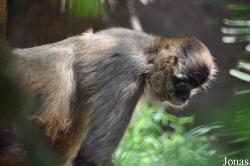 Ateles geoffroyi geoffroyi