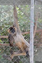 Ben Shemen Monkey Park Israel