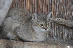 Felis silvestris tristrami