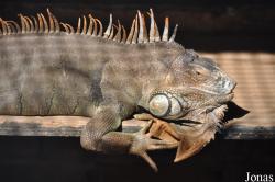 Hai Keif