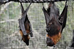 Zoological Center Tel Aviv-Ramat Gan