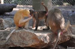 Zoological Center Tel Aviv-Ramat Gan