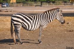 Zoological Center Tel Aviv-Ramat Gan