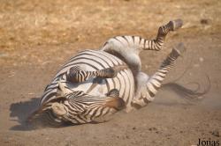Zoological Center Tel Aviv-Ramat Gan