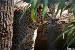 Panthera pardus fusca