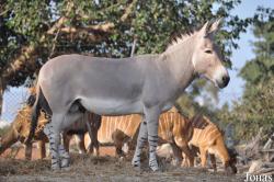 Zoological Center Tel Aviv-Ramat Gan