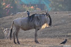Zoological Center Tel Aviv-Ramat Gan