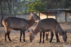 Zoological Center Tel Aviv-Ramat Gan