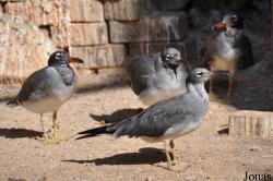 The I. Meier Segals Garden for Zoological Research (P)