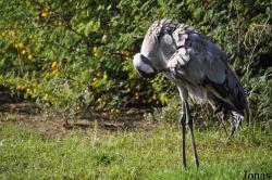 The I. Meier Segals Garden for Zoological Research (P)