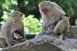 Macaca fascicularis