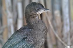 Microcarbo pygmaeus
