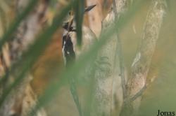 Dendrocopos syriacus