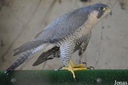 Falco peregrinus brookei