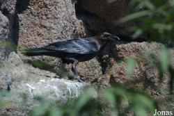 Corvus ruficollis