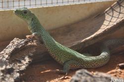 Lacerta media