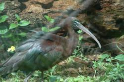 Plegadis falcinellus