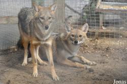 Tel Aviv Bird Park Zapari