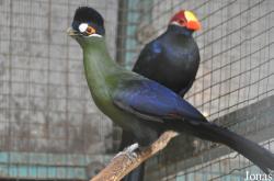 Tel Aviv Bird Park Zapari