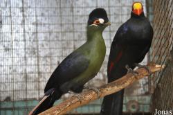 Tel Aviv Bird Park Zapari