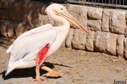 Abu-Kabir University Zoo (P)