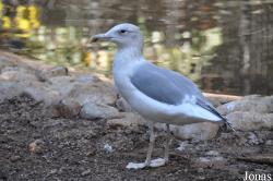 Abu-Kabir University Zoo (P)