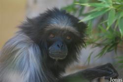 Hylobates muelleri abbotti