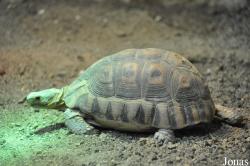 Reptilium Terrarien- und Wüstenzoo