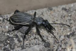 Anthia cinctipennis