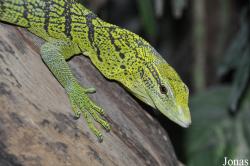 Varanus reisingeri
