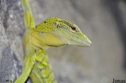 Reptilium Terrarien- und Wüstenzoo