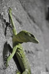Reptilium Terrarien- und Wüstenzoo