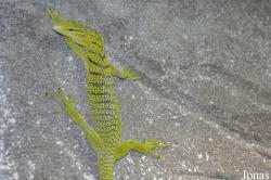 Reptilium Terrarien- und Wüstenzoo