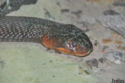 Reptilium Terrarien- und Wüstenzoo