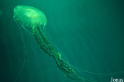 Chrysaora melanaster