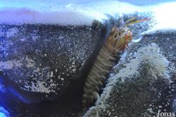 Odontodactylidae