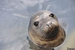 Scarborough Sea Life Sanctuary